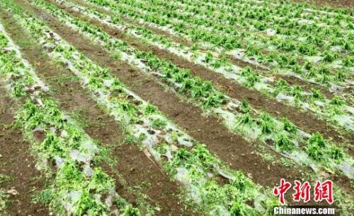 4月6日，遭遇最大冰雹袭击后的贵阳市乌当区水田镇董农村。　杨光振 摄