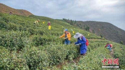 3月27日，清明节前夕，贵州省岑巩县客楼镇海拔1100多米的仙境坡上，茶农正在采摘开春以来的第一批茶叶翠芽――高山云雾茶。毛权武 摄