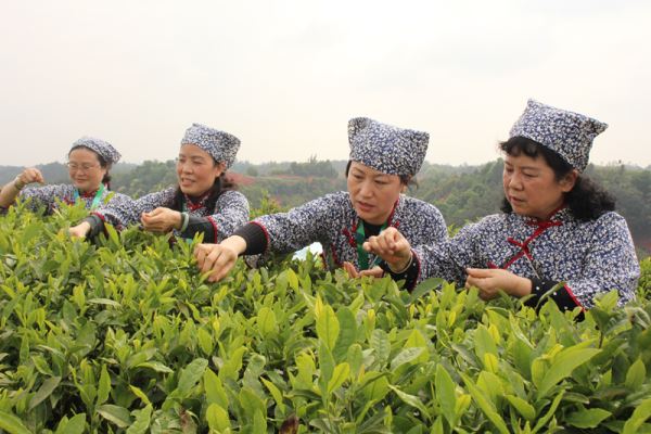 为宜宾早茶打CALL_宜宾早茶“粉丝团”活动举行